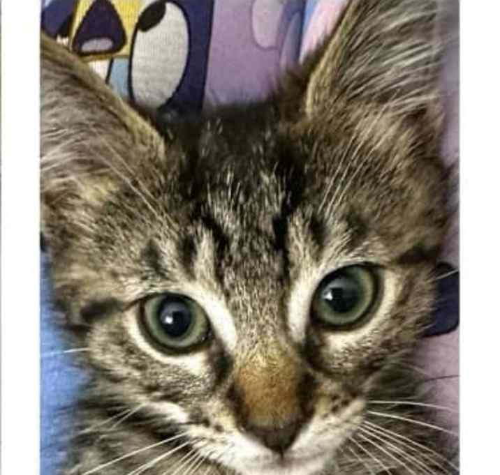 Photo of Bandit