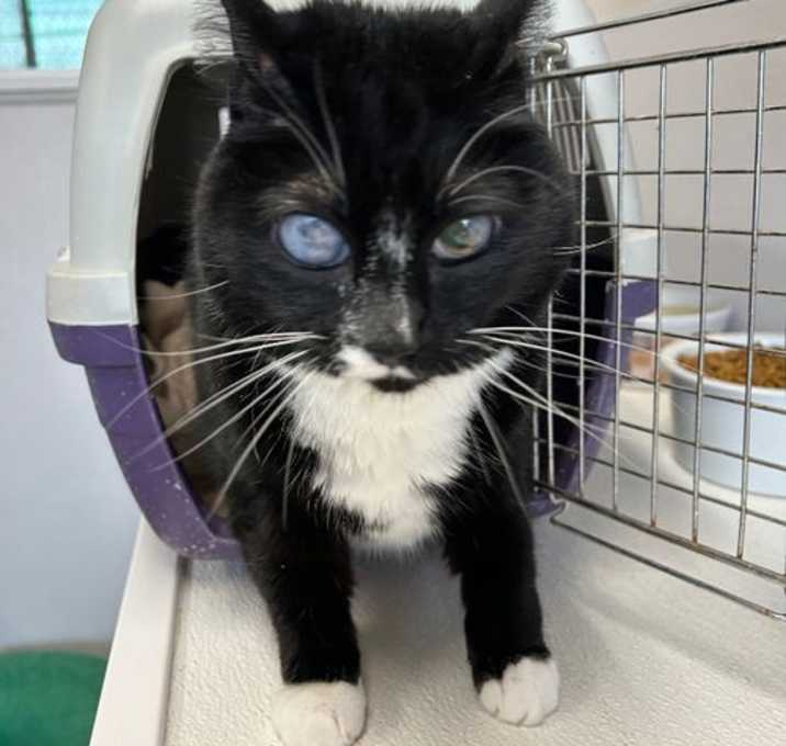 Photo of Miss Kitty