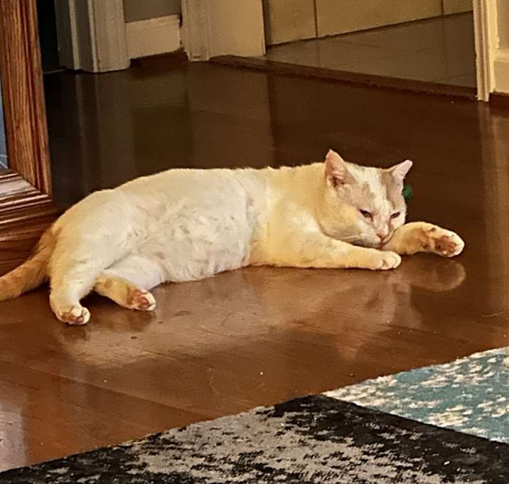 Photo of Georgie