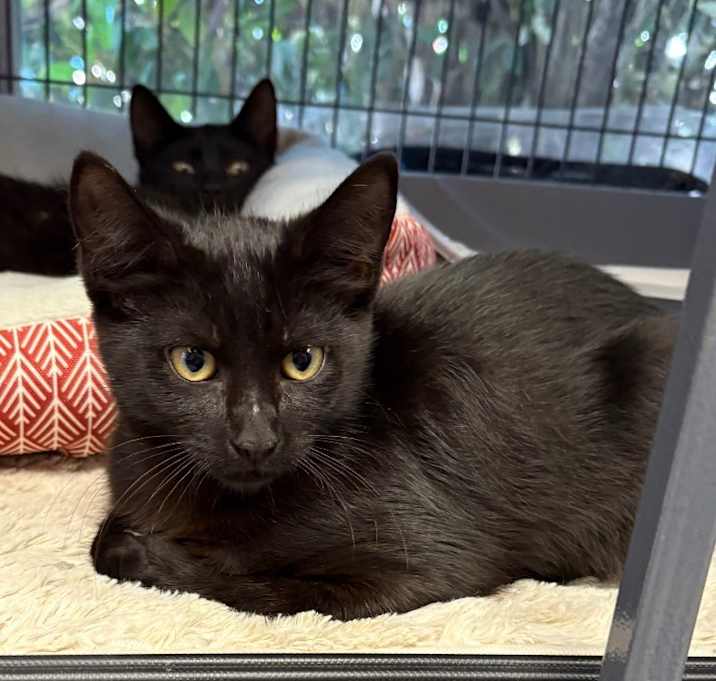 Photo of Jinx