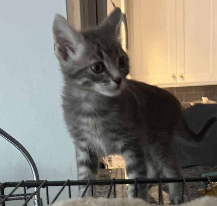 Photo of Mica