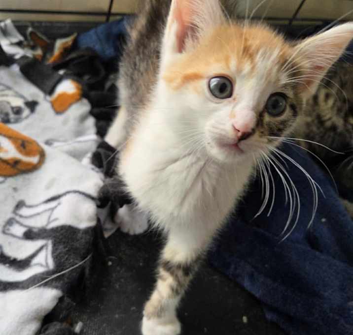 Photo of Annie