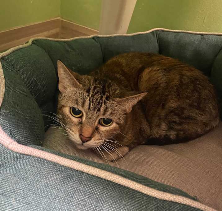 Photo of Mouse
