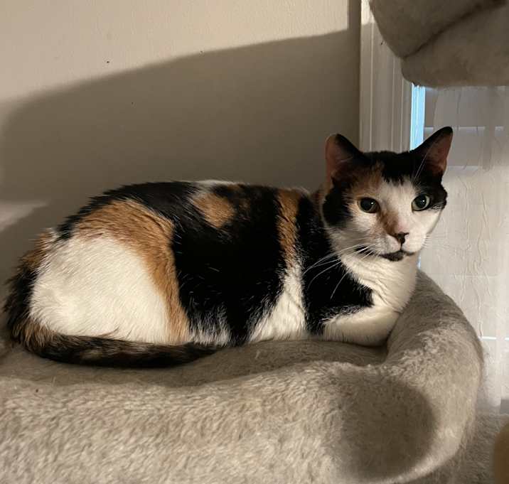 Photo of Lily