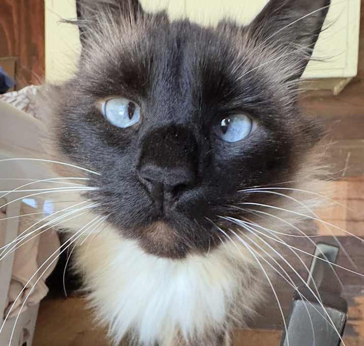 Photo of Ellie (bonded to Psilo)