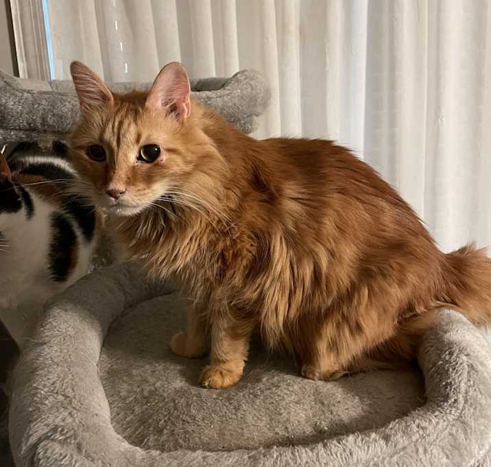 Photo of Buttercup