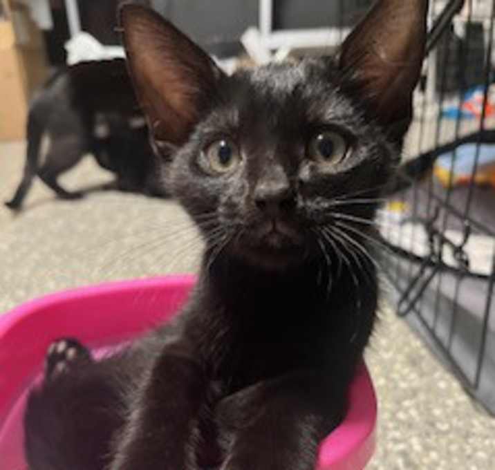 Photo of Onyx