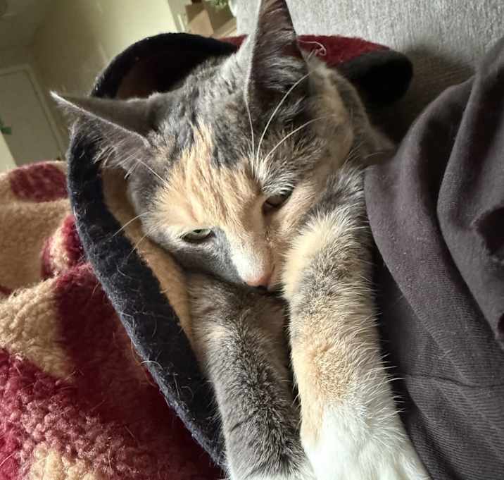 Photo of Athena