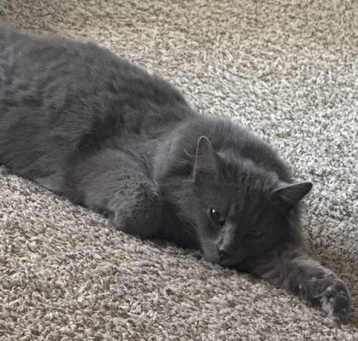 Photo of Cosmo