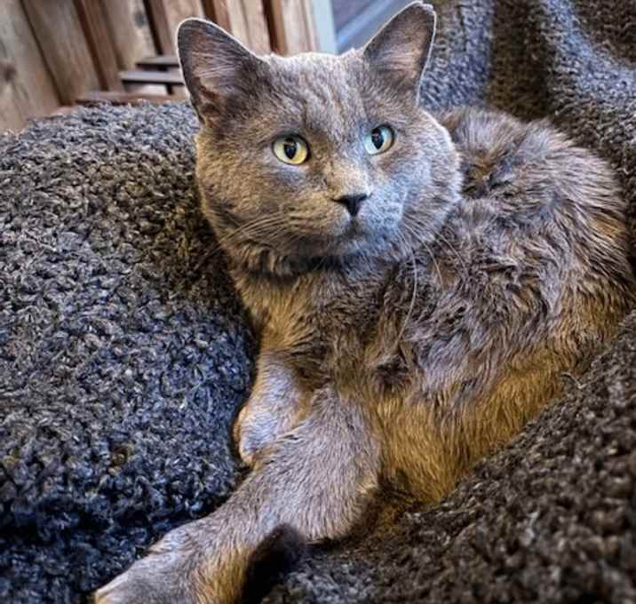 Photo of Smokey C64986