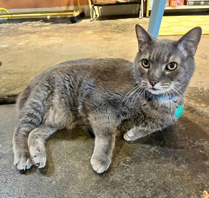 Photo of Smokey