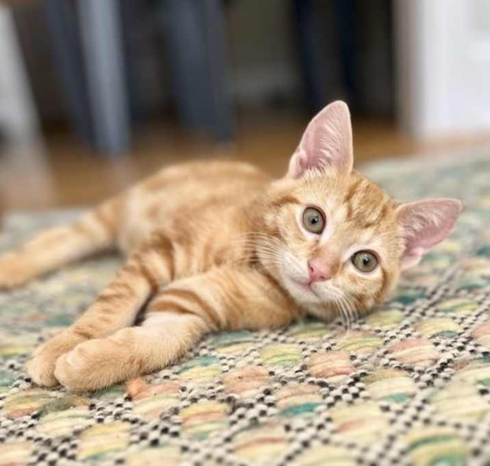 Photo of Yuzu