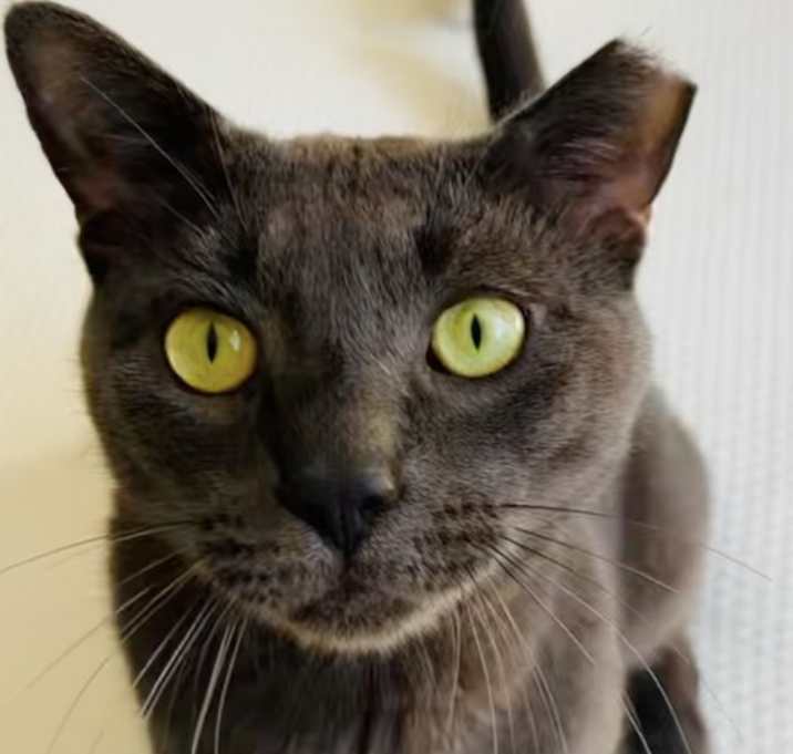 Photo of Blue Steel