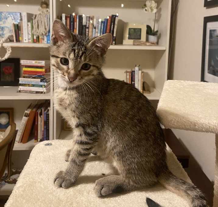 Photo of Silver black and tan tabby kitten