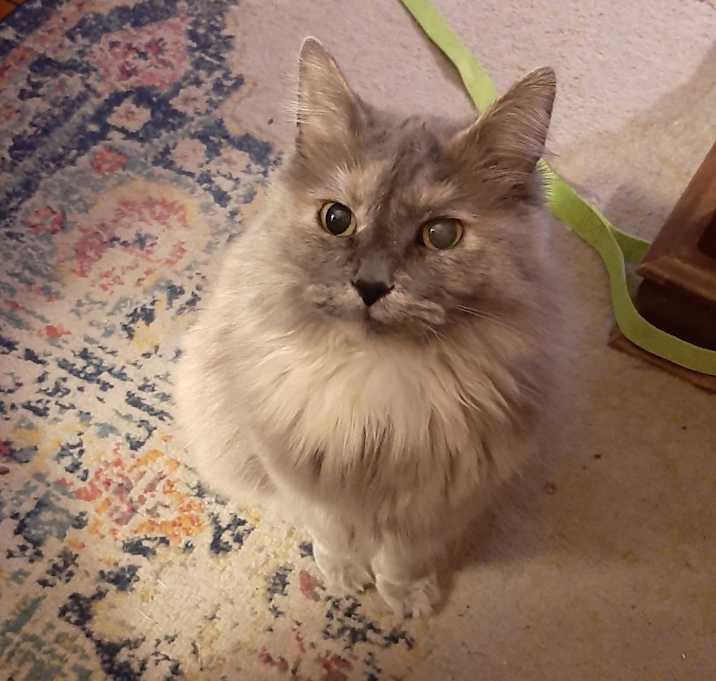 Photo of Moxxi