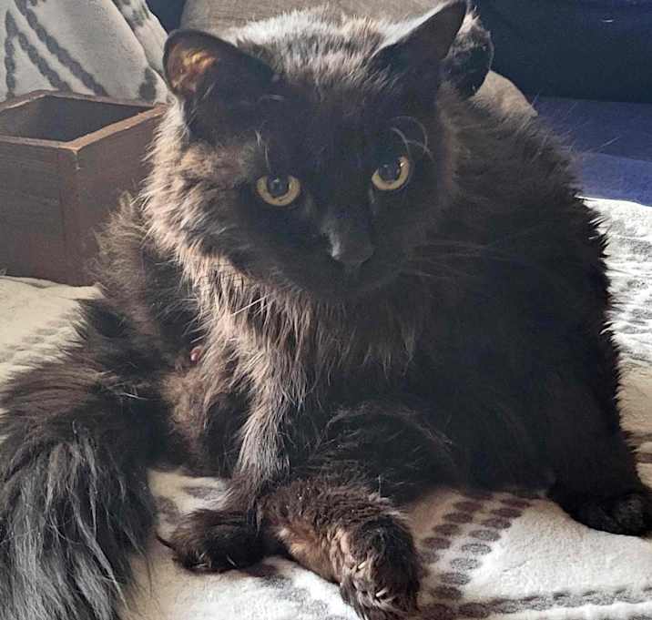 Photo of Buddy
