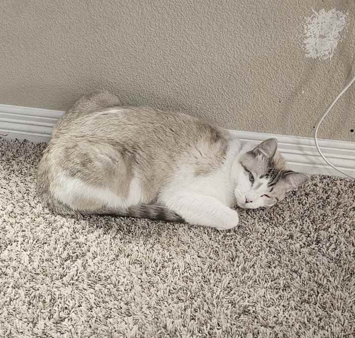 Photo of Pearl