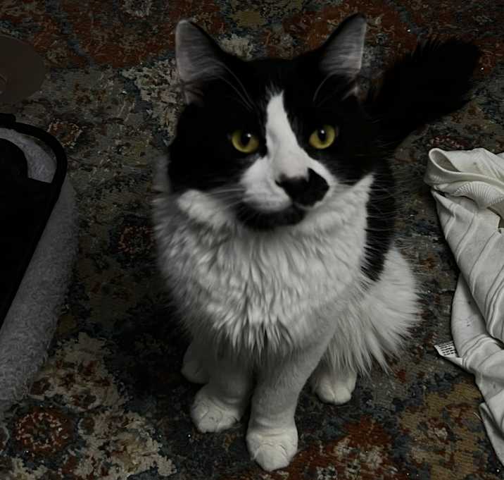 Photo of moo