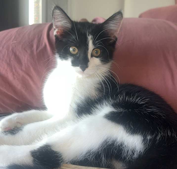 Photo of Honey