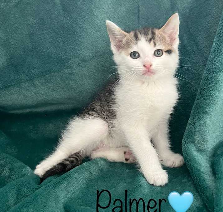 Photo of Palmer