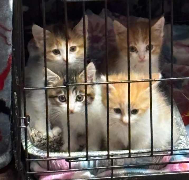 Photo of Kittens
