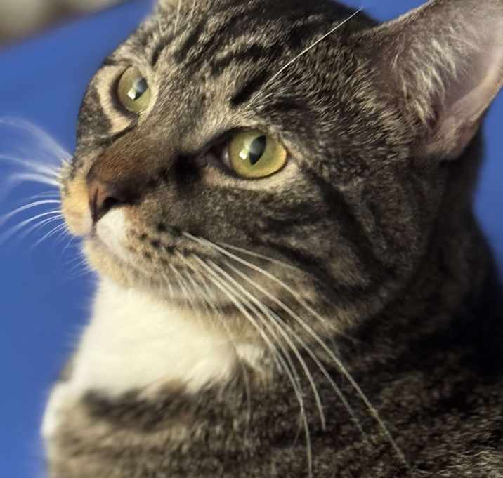 Photo of Finnegan