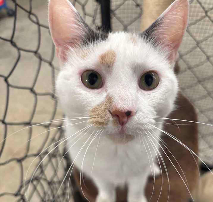 Photo of Stella 16C25