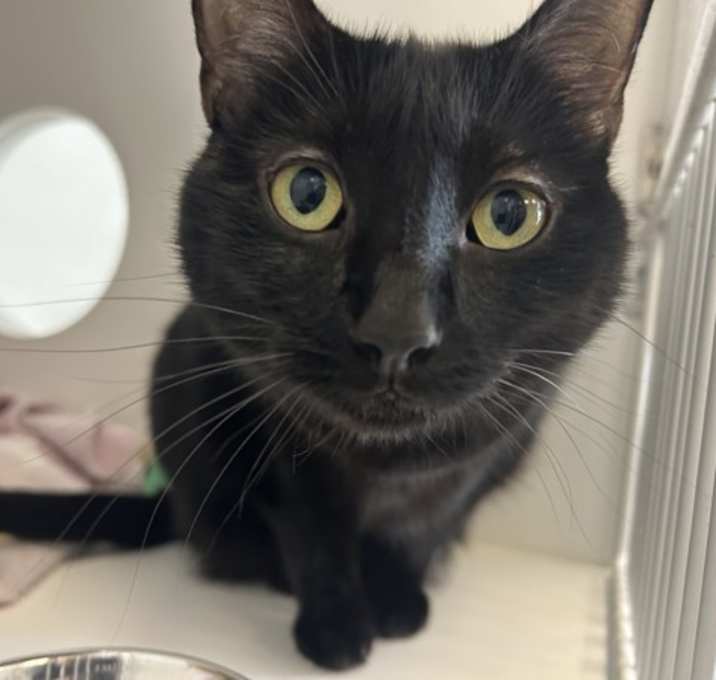 Photo of Callie