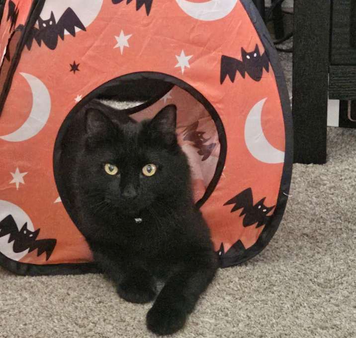 Photo of Artemis aka Arty
