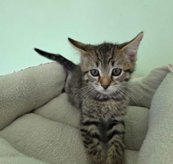 Photo of Fern
