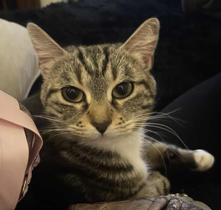 Photo of Stella