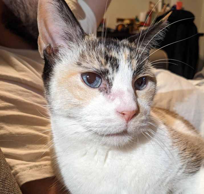 Photo of Peaches