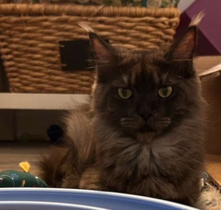 Photo of Rose