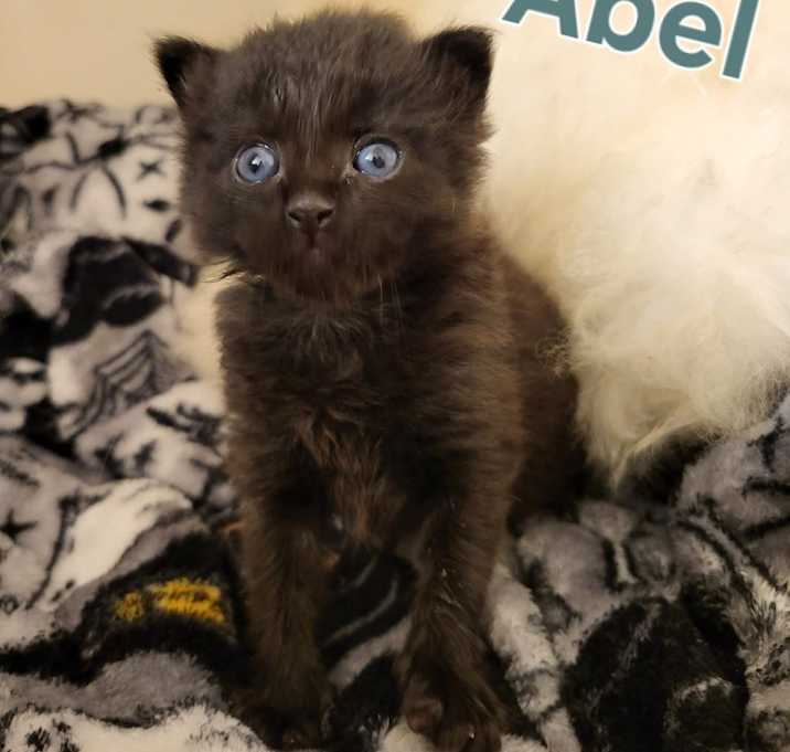 Photo of ABEL Kitten