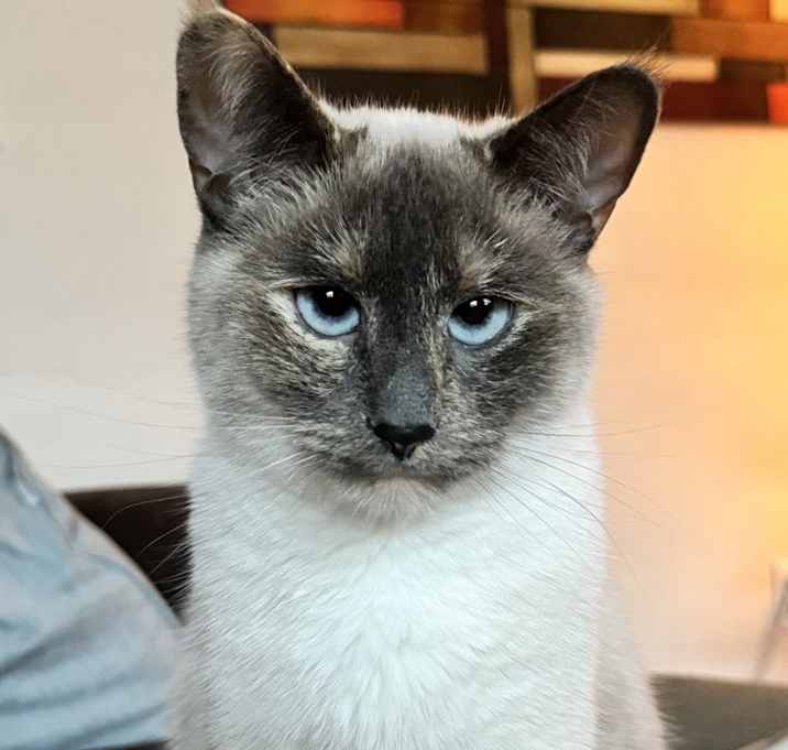 Photo of Willow