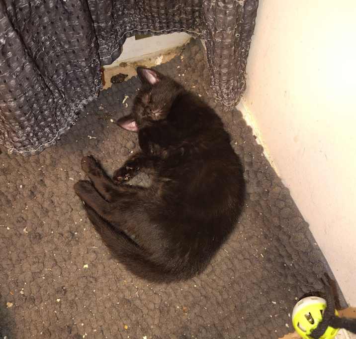 Photo of Georgie