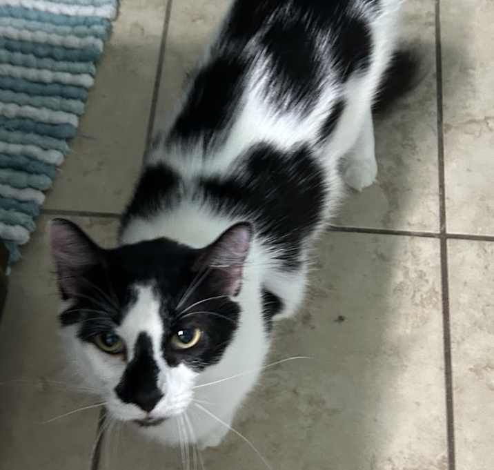 Photo of Blade