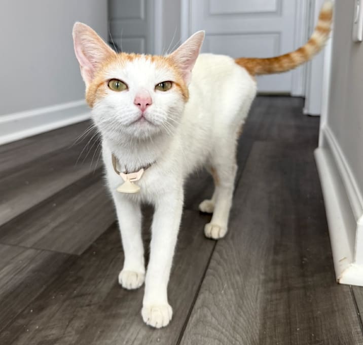 Photo of Marmalade