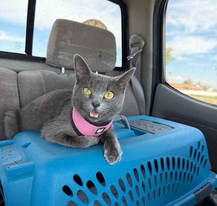 Photo of Petunia