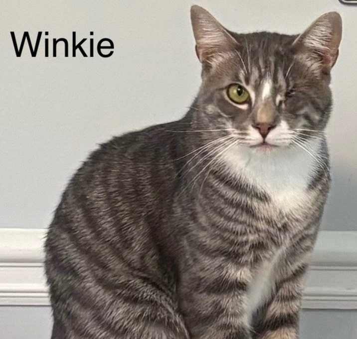 Photo of Winkie