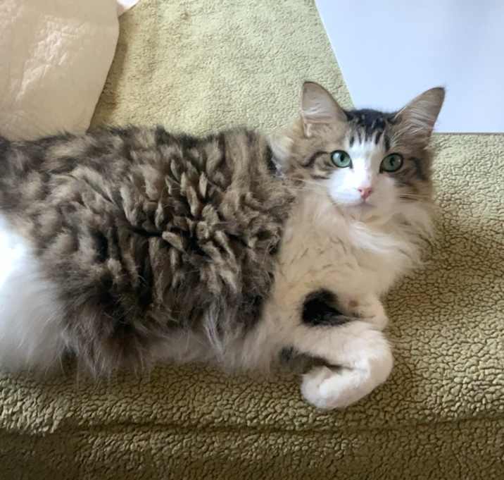 Photo of Lilykoi