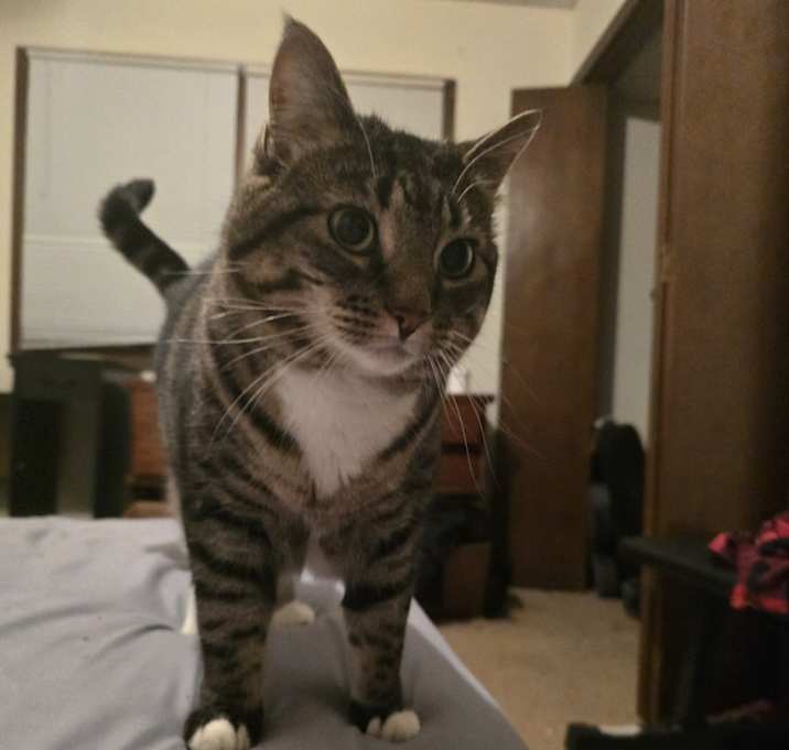 Photo of Kitty