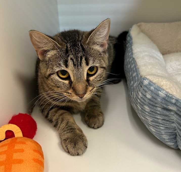 Photo of Tiger Lily