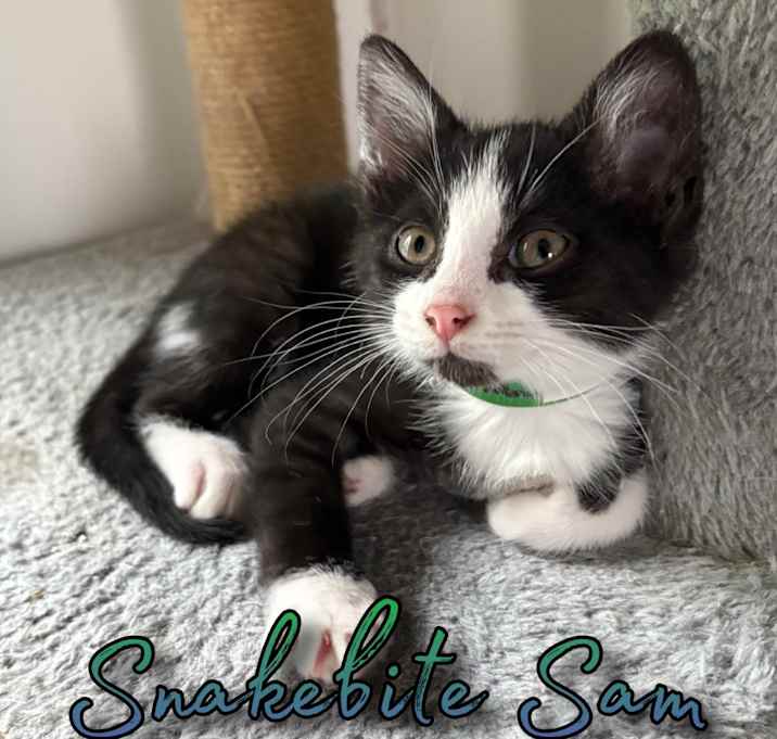 Photo of Snakebite Sam