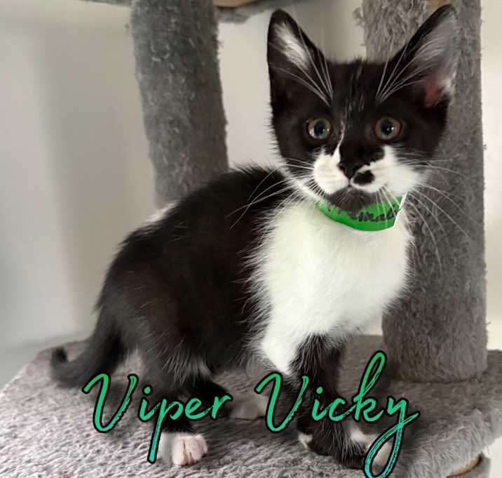 Photo of Viper Vicky