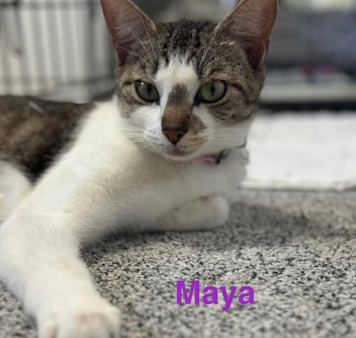 Photo of Maya