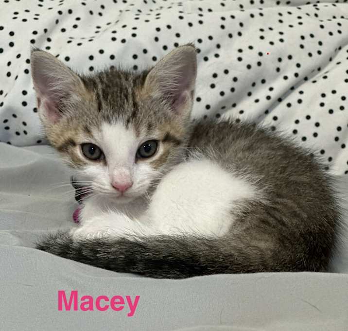 Photo of Macey