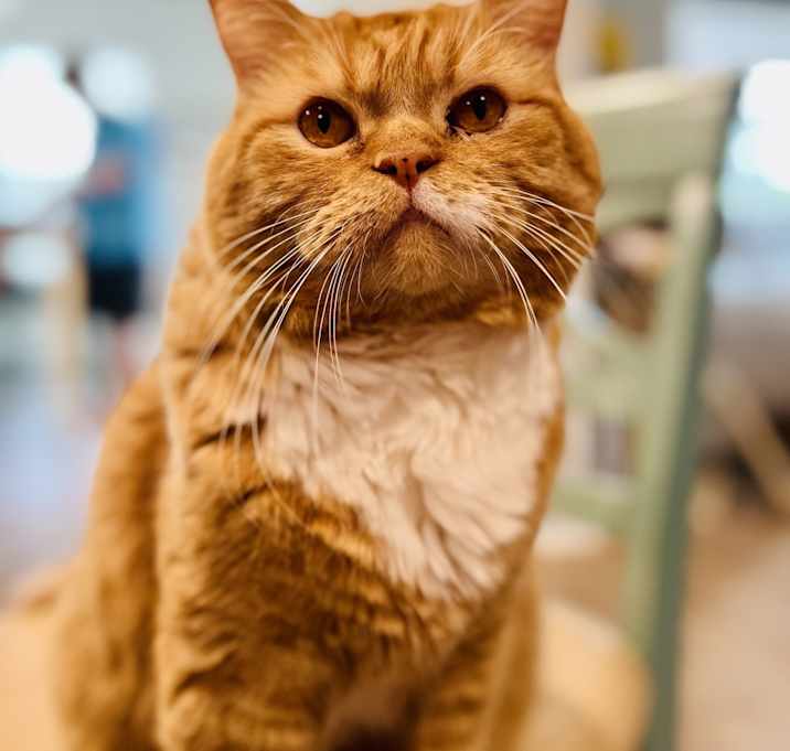 Photo of Rue