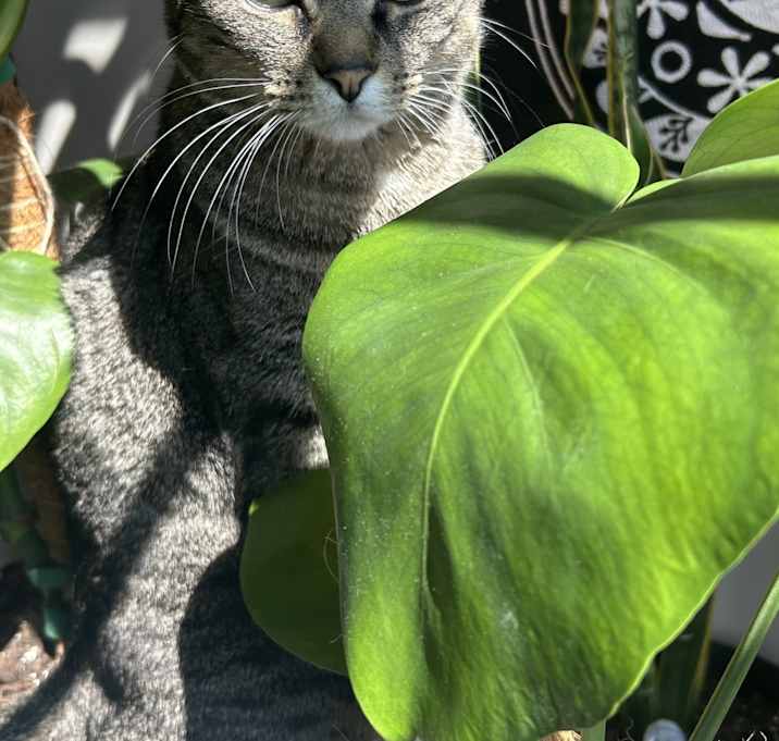 Photo of Mazikeen