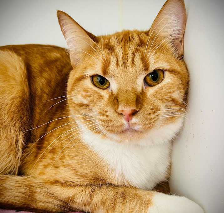 Photo of Nugget